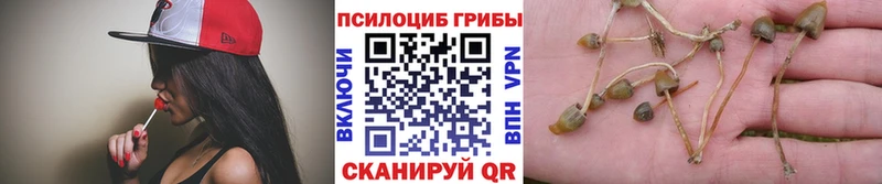 Купить закладки  Воткинск  Псилоцибиновые грибы Psilocybe 